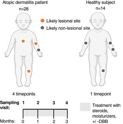 The Skin Microbiome of Patients With Atopic Dermatitis Normalizes Gradually During Treatment